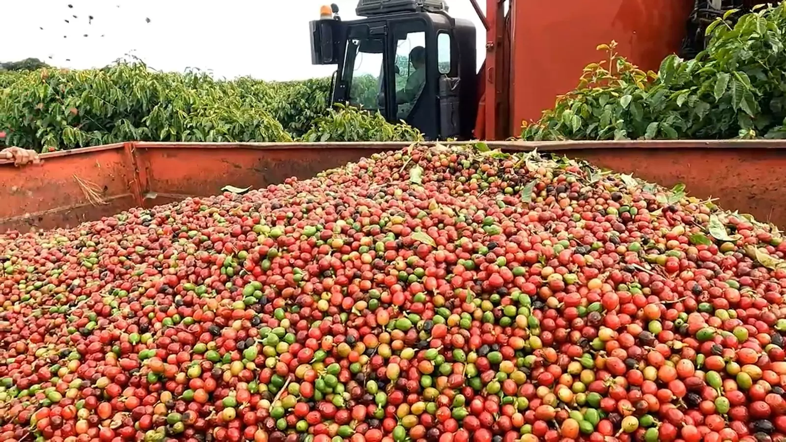 5º Fórum Café e Clima da Cooxupé discutirá a produção de café e as condições meteorológicas